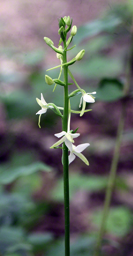 Platanthera bifolia – zweiblättrige weiße Waldhyazinthe